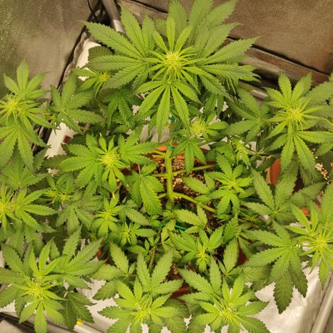 OG Kush Autoflowering growlog timeline photo