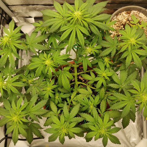 OG Kush Autoflowering growlog timeline photo