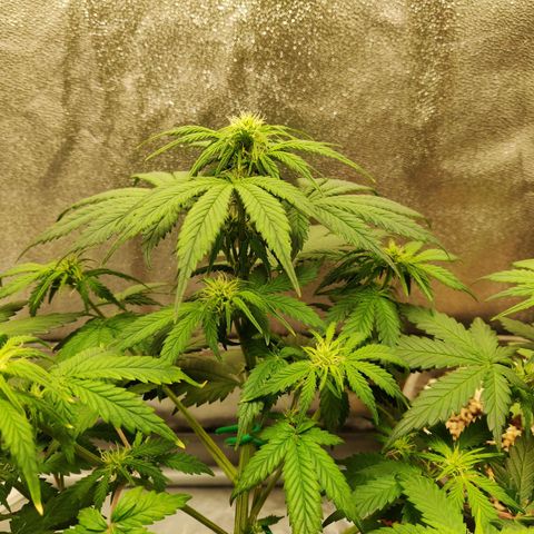 OG Kush Autoflowering growlog timeline photo