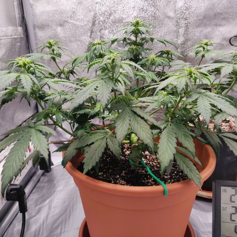 OG Kush Autoflowering growlog timeline photo