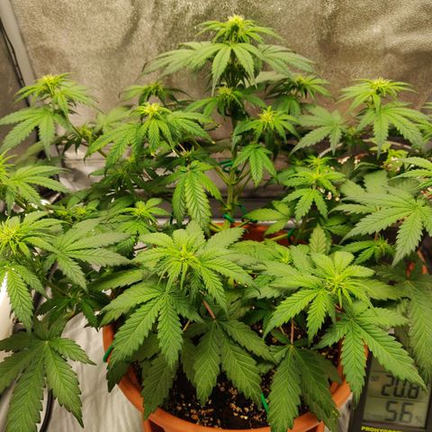 OG Kush Autoflowering growlog timeline photo