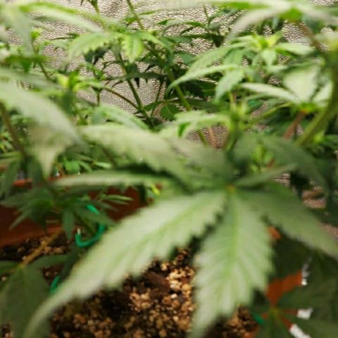 OG Kush Autoflowering growlog timeline photo