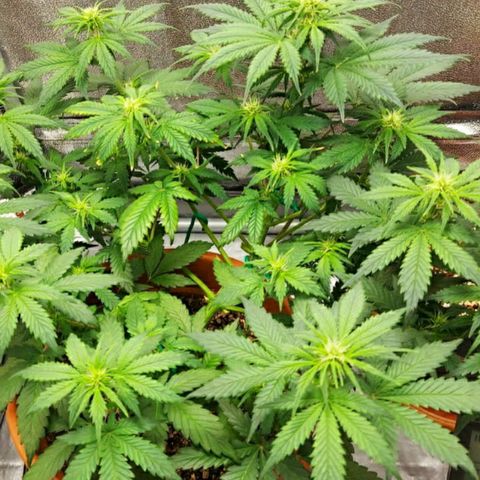 OG Kush Autoflowering growlog timeline photo