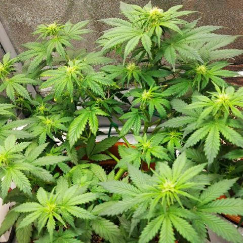 OG Kush Autoflowering growlog timeline photo