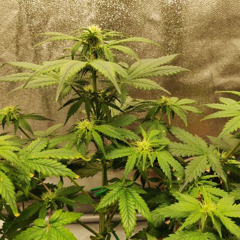 OG Kush Autoflowering growlog timeline photo