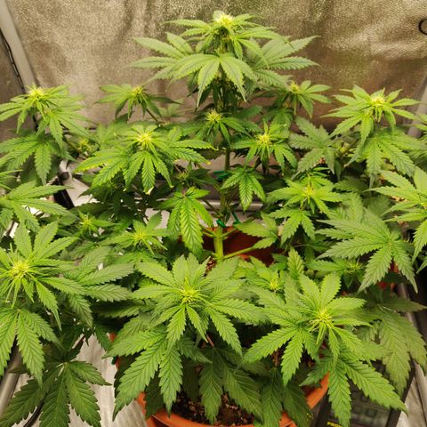 OG Kush Autoflowering growlog timeline photo