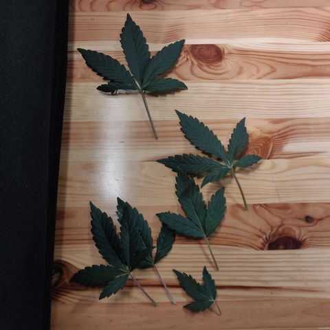 OG Kush Autoflowering growlog timeline photo