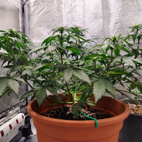 OG Kush Autoflowering growlog timeline photo