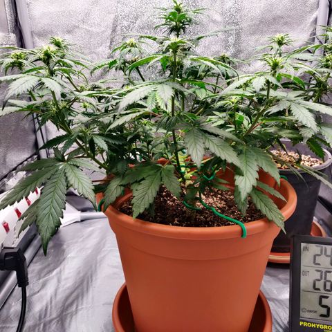 OG Kush Autoflowering growlog timeline photo