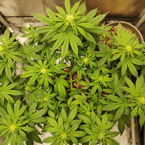 OG Kush Autoflowering growlog timeline photo