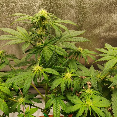 OG Kush Autoflowering growlog timeline photo