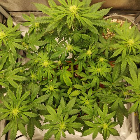 OG Kush Autoflowering growlog timeline photo