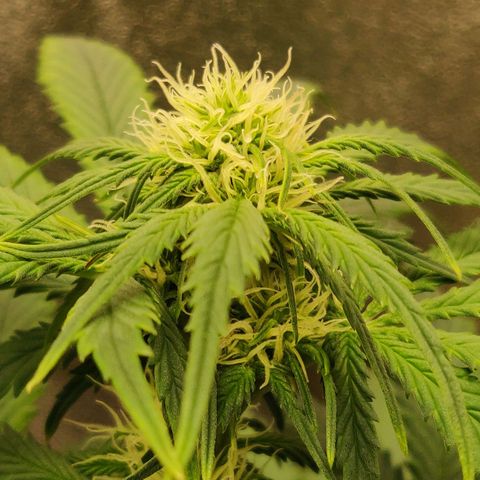 OG Kush Autoflowering growlog timeline photo