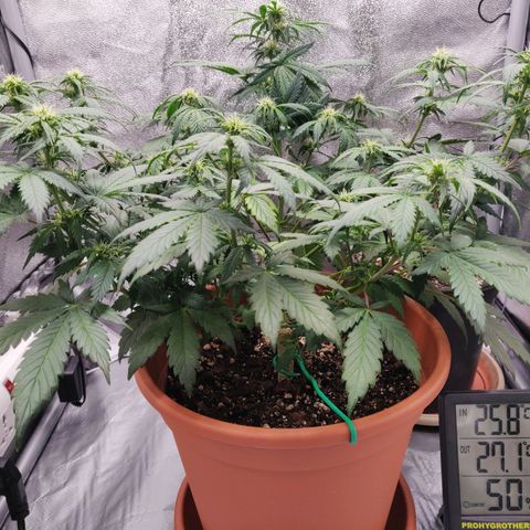 OG Kush Autoflowering growlog timeline photo