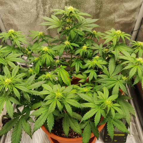 OG Kush Autoflowering growlog timeline photo