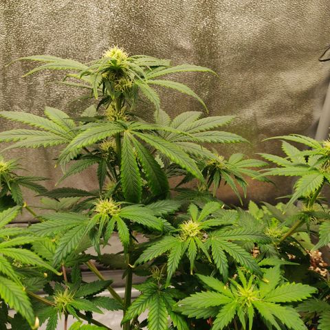 OG Kush Autoflowering growlog timeline photo