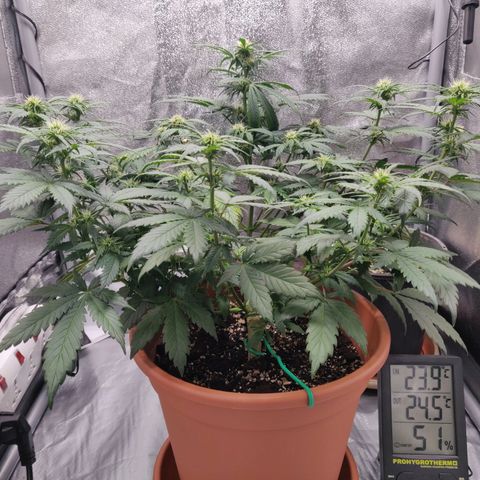 OG Kush Autoflowering growlog timeline photo