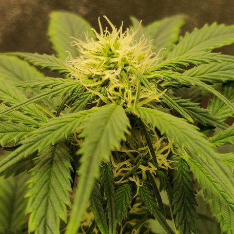 OG Kush Autoflowering growlog timeline photo