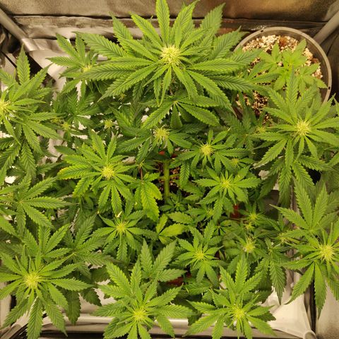 OG Kush Autoflowering growlog timeline photo