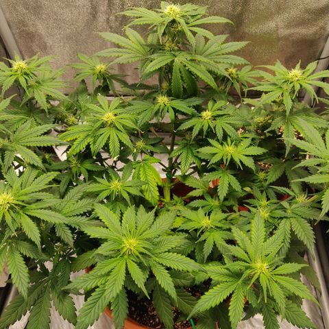 OG Kush Autoflowering growlog timeline photo