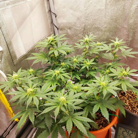 OG Kush Autoflowering growlog timeline photo