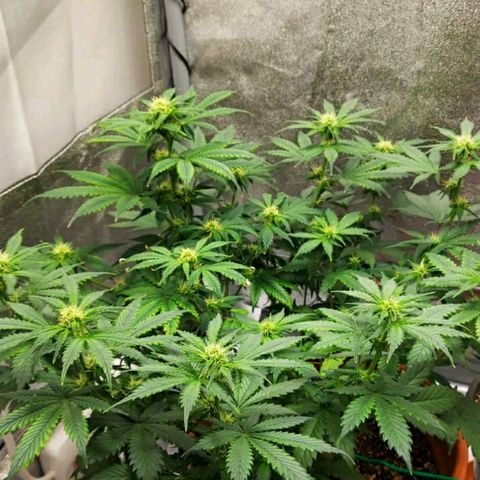 OG Kush Autoflowering growlog timeline photo