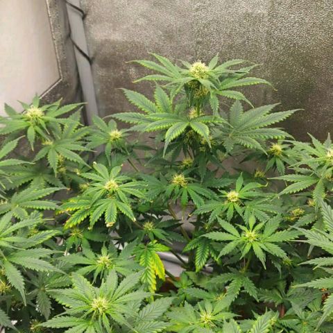 OG Kush Autoflowering growlog timeline photo