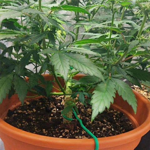OG Kush Autoflowering growlog timeline photo