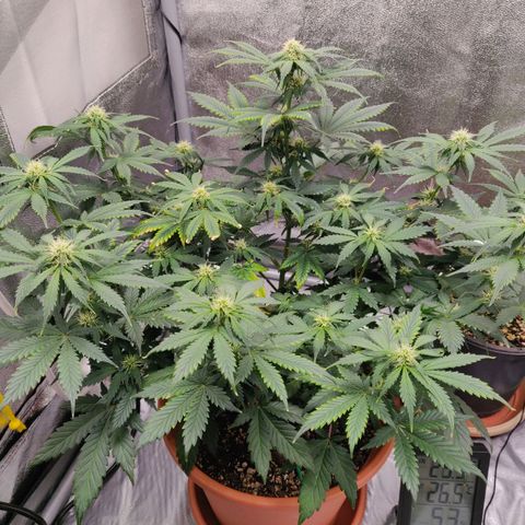 OG Kush Autoflowering growlog timeline photo