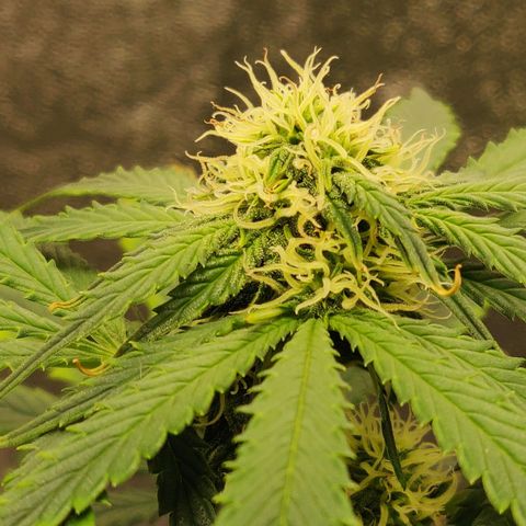 OG Kush Autoflowering growlog timeline photo