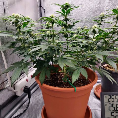 OG Kush Autoflowering growlog timeline photo