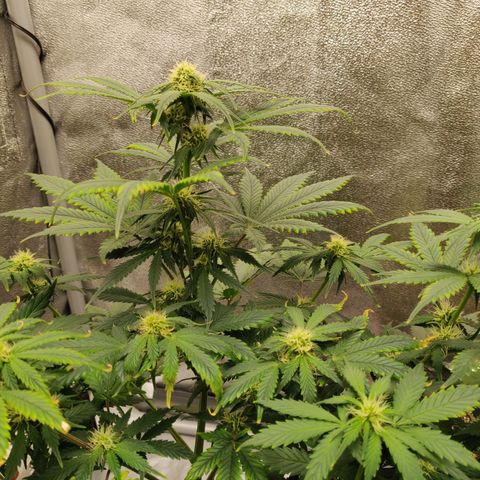 OG Kush Autoflowering growlog timeline photo