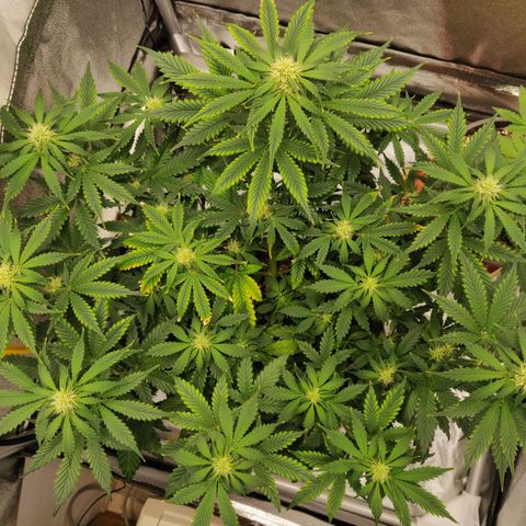 OG Kush Autoflowering growlog timeline photo