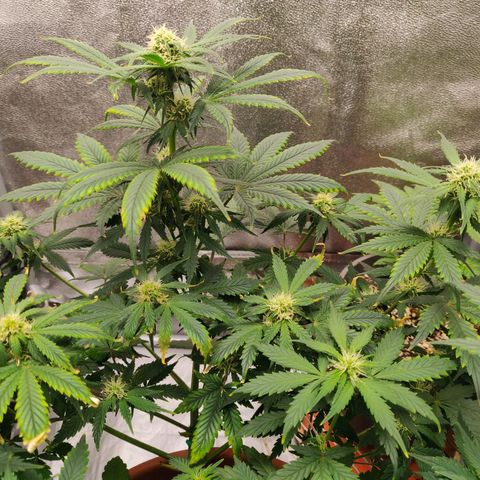OG Kush Autoflowering growlog timeline photo