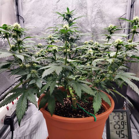 OG Kush Autoflowering growlog timeline photo