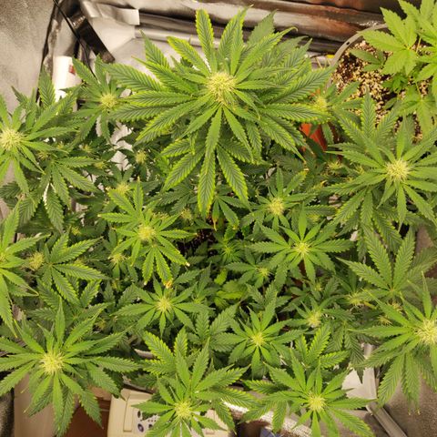 OG Kush Autoflowering growlog timeline photo