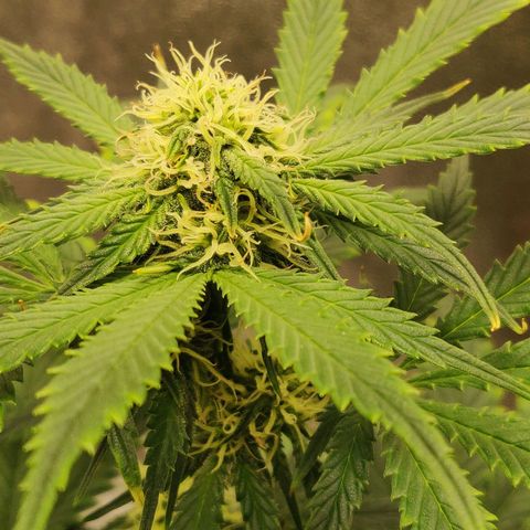 OG Kush Autoflowering growlog timeline photo