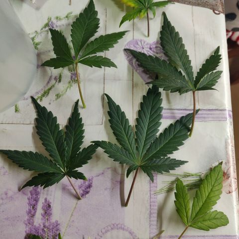 OG Kush Autoflowering growlog timeline photo