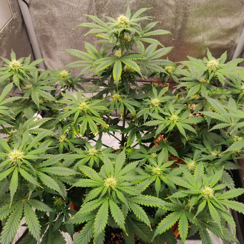OG Kush Autoflowering growlog timeline photo