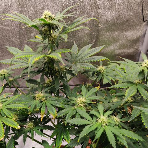 OG Kush Autoflowering growlog timeline photo