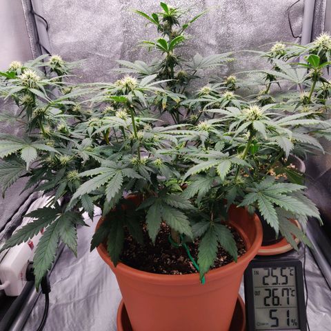 OG Kush Autoflowering growlog timeline photo