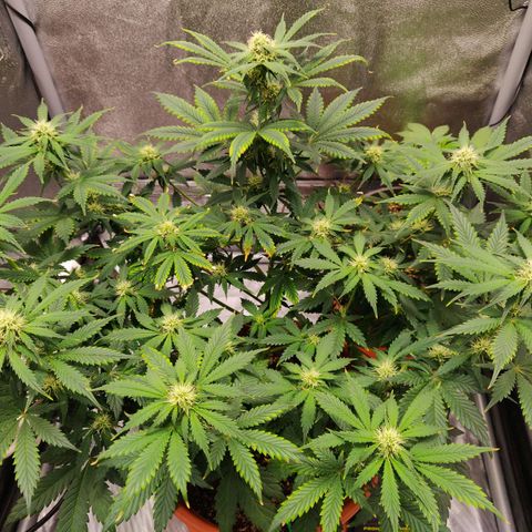 OG Kush Autoflowering growlog timeline photo