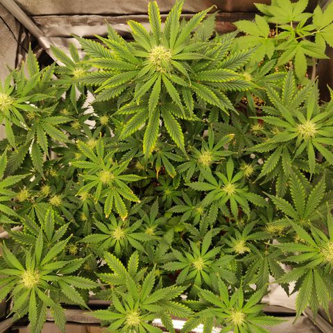 OG Kush Autoflowering growlog timeline photo