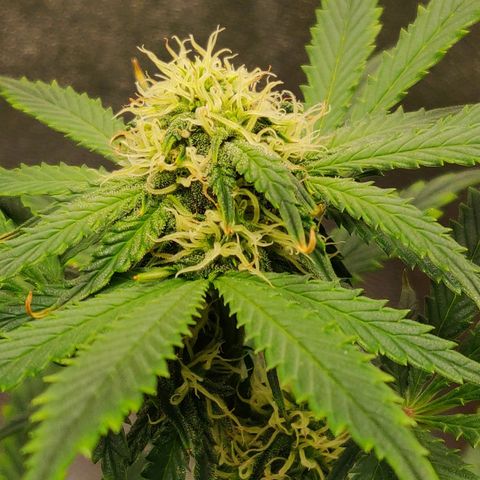 OG Kush Autoflowering growlog timeline photo