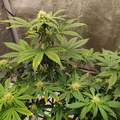 OG Kush Autoflowering growlog timeline photo