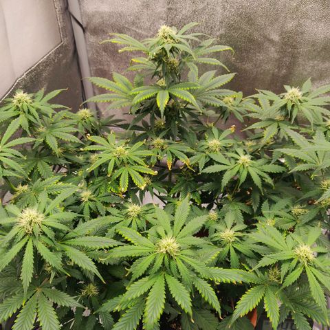 OG Kush Autoflowering growlog timeline photo