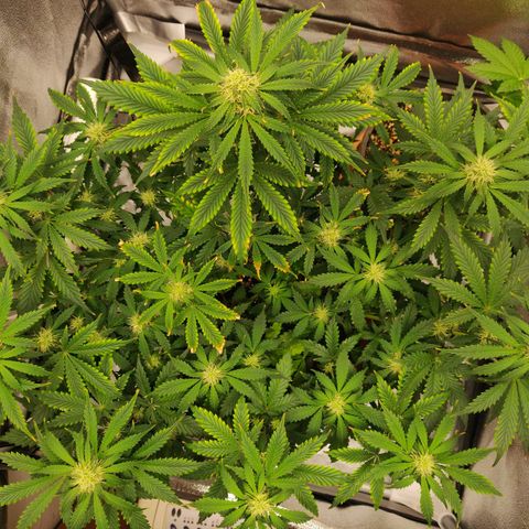 OG Kush Autoflowering growlog timeline photo