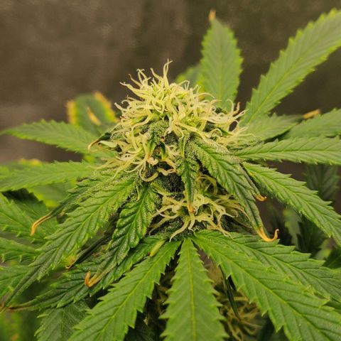 OG Kush Autoflowering growlog timeline photo
