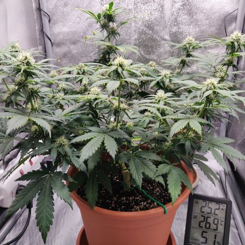 OG Kush Autoflowering growlog timeline photo
