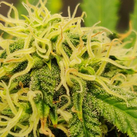 OG Kush Autoflowering growlog timeline photo